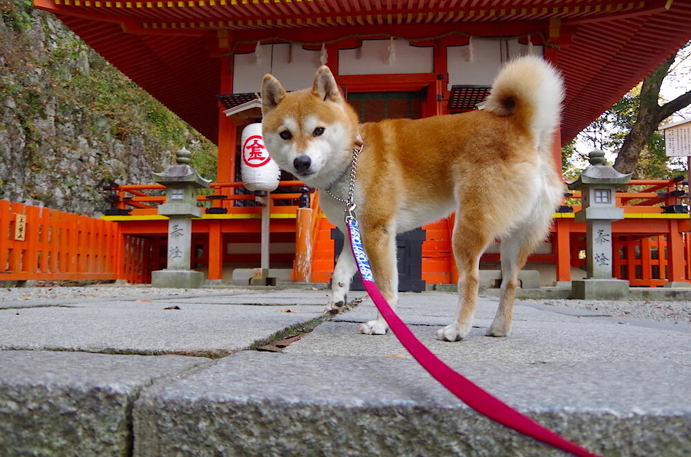 美加墨世界杯之夜,德罗赞用统治级数据书写不朽传奇
